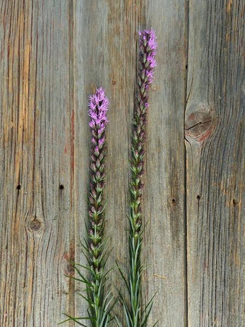  PURPLE LIATRIS